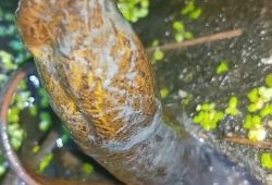 钓黄鳝视频,跟随视频学技巧，轻松捕获美味佳肴